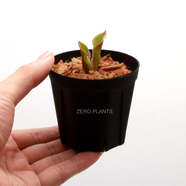 Heliamphora minor  "Big Orange"��[ �إꥢ��ե��顦�ߥΡ��� "�ӥå��������" ]���� PN180806-14 ��