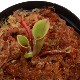 Heliamphora minor  "Big Orange"��[ �إꥢ��ե��顦�ߥΡ��� "�ӥå��������" ]���� PN180806-14 ��