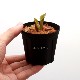 Heliamphora minor  "Big Orange"��[ �إꥢ��ե��顦�ߥΡ��� "�ӥå��������" ]���� PN180806-14 ��