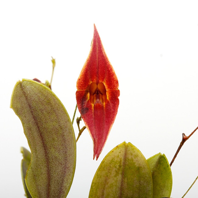 Lepanthes elegantula [ レパンテス・エレガントゥラ ] 【 PN221007-22