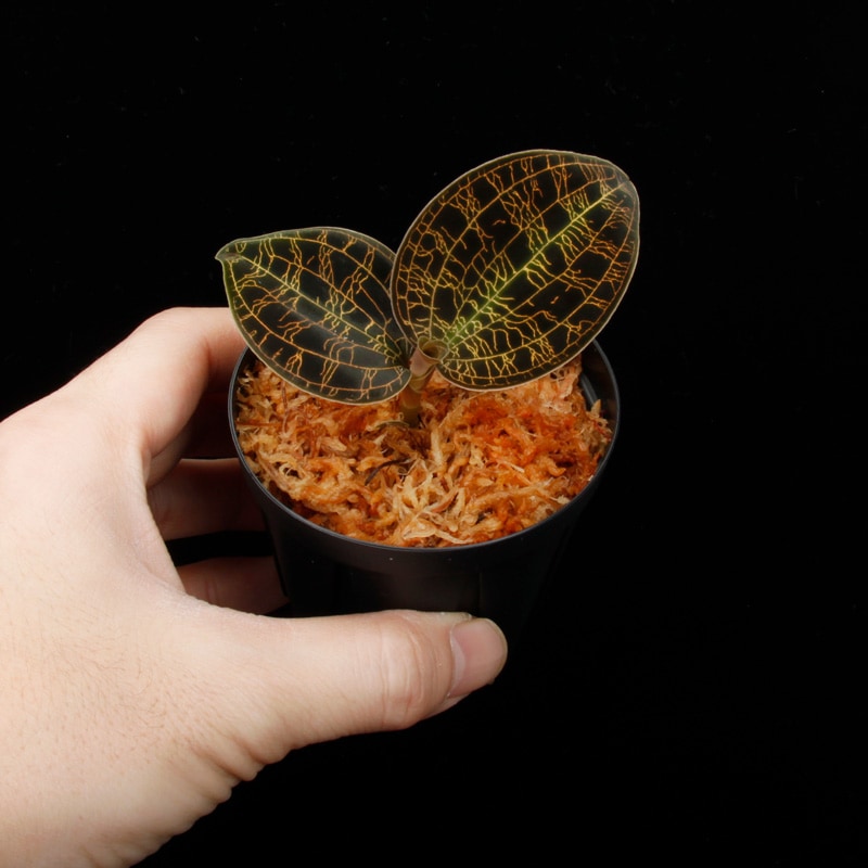 Macodes petola " BLACK TYPE " [ �ޥ��ǥ����ڥȥ� "�֥�å�������" ]��1�ݥå�