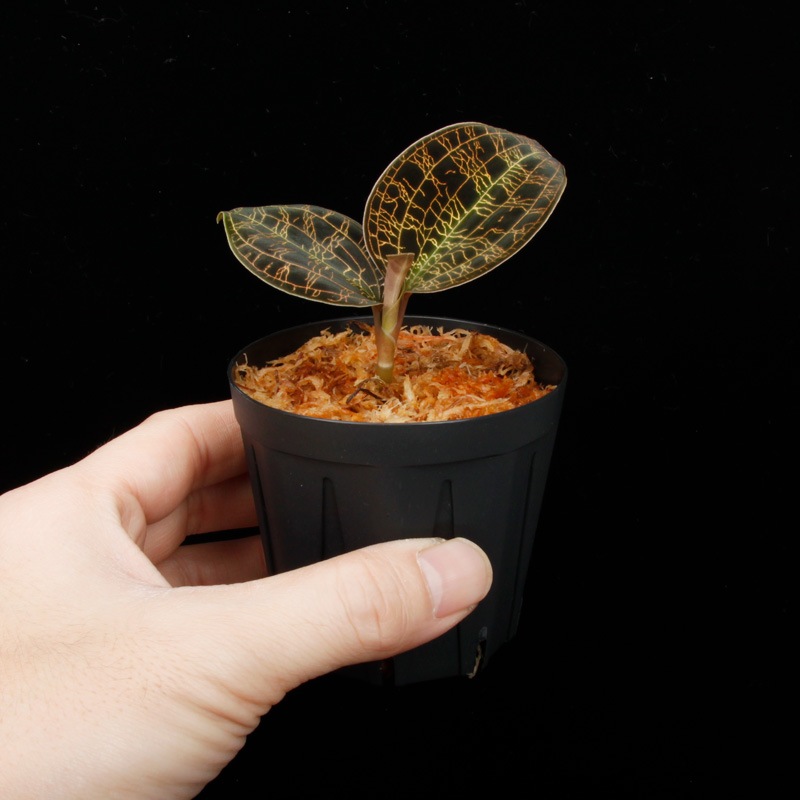 Macodes petola " BLACK TYPE " [ �ޥ��ǥ����ڥȥ� "�֥�å�������" ]��1�ݥå�