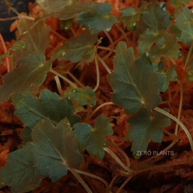 Begonia maurandiae [ ベゴニア・マウランディアエ ] 【 PN180405-1