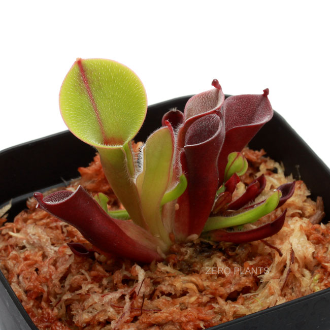 Heliamphora minor var. pilosa (Auyan)[ إꥢե顦ߥΡ var. ԥ ] PN180806-15 