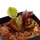 Heliamphora minor var. pilosa (Auyan)[ إꥢե顦ߥΡ var. ԥ ] PN180806-15 