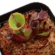 Heliamphora minor var. pilosa (Auyan)[ إꥢե顦ߥΡ var. ԥ ] PN180806-15 
