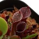 Heliamphora minor var. pilosa (Auyan)[ إꥢե顦ߥΡ var. ԥ ] PN180806-15 