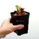 Heliamphora minor var. pilosa (Auyan)[ إꥢե顦ߥΡ var. ԥ ] PN180806-15 