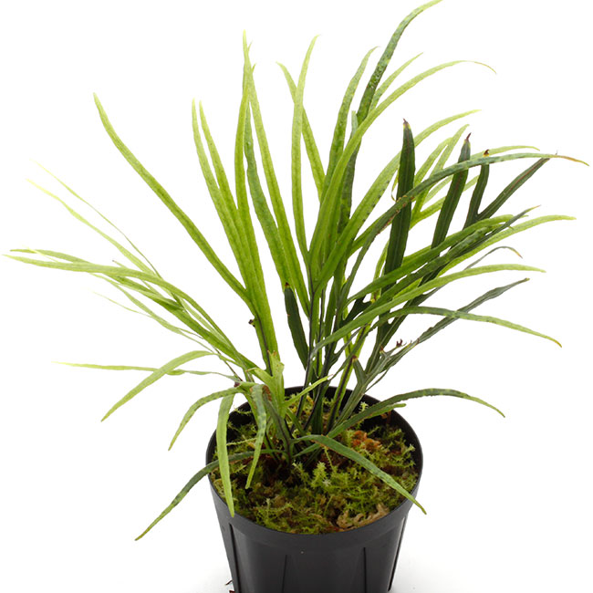 Dicranoglossum panamense ��[ �ǥ�����Υ����å��ࡦ�ѥʥޥ��󥷥� ]���� PN240811-08 ��