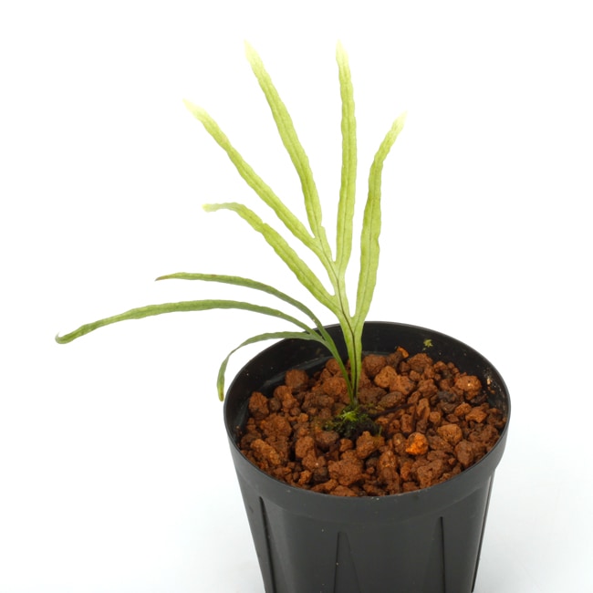 Dicranoglossum panamense ��[ �ǥ�����Υ����å��ࡦ�ѥʥޥ��󥷥� ]���� PN240811-08 ��