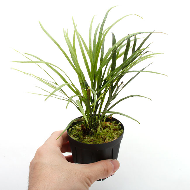 Dicranoglossum panamense ��[ �ǥ�����Υ����å��ࡦ�ѥʥޥ��󥷥� ]���� PN240811-08 ��