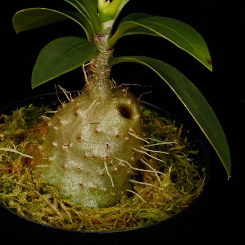Anthorrhiza recurvispina (Rossel Island, PNG)��[ ����ȥ�ꥶ���쥯��ӥ��ԥ� ]�� PN260624-04 ��