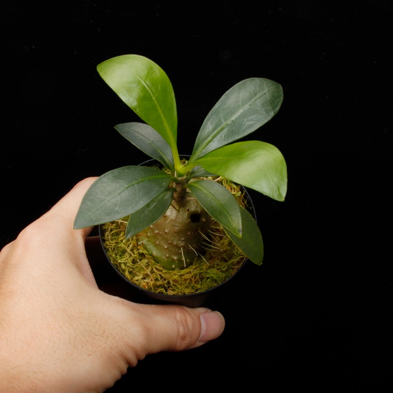 Anthorrhiza recurvispina (Rossel Island, PNG)��[ ����ȥ�ꥶ���쥯��ӥ��ԥ� ]�� PN260624-04 ��