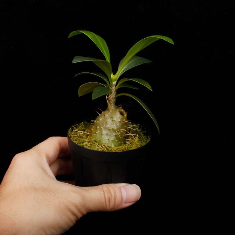 Anthorrhiza recurvispina (Rossel Island, PNG)��[ ����ȥ�ꥶ���쥯��ӥ��ԥ� ]�� PN260624-04 ��