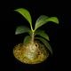 Anthorrhiza recurvispina (Rossel Island, PNG)��[ ����ȥ�ꥶ���쥯��ӥ��ԥ� ]�� PN260624-04 ��