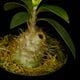 Anthorrhiza recurvispina (Rossel Island, PNG)��[ ����ȥ�ꥶ���쥯��ӥ��ԥ� ]�� PN260624-04 ��