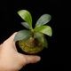 Anthorrhiza recurvispina (Rossel Island, PNG)��[ ����ȥ�ꥶ���쥯��ӥ��ԥ� ]�� PN260624-04 ��
