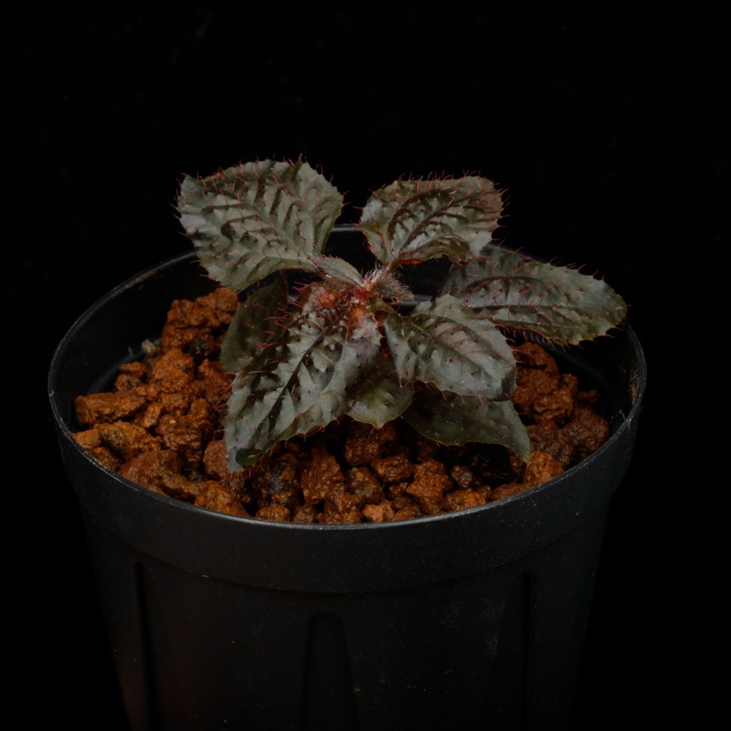 Triolena sp. " Ecuador "[ ȥꥪ sp. ]1ݥå