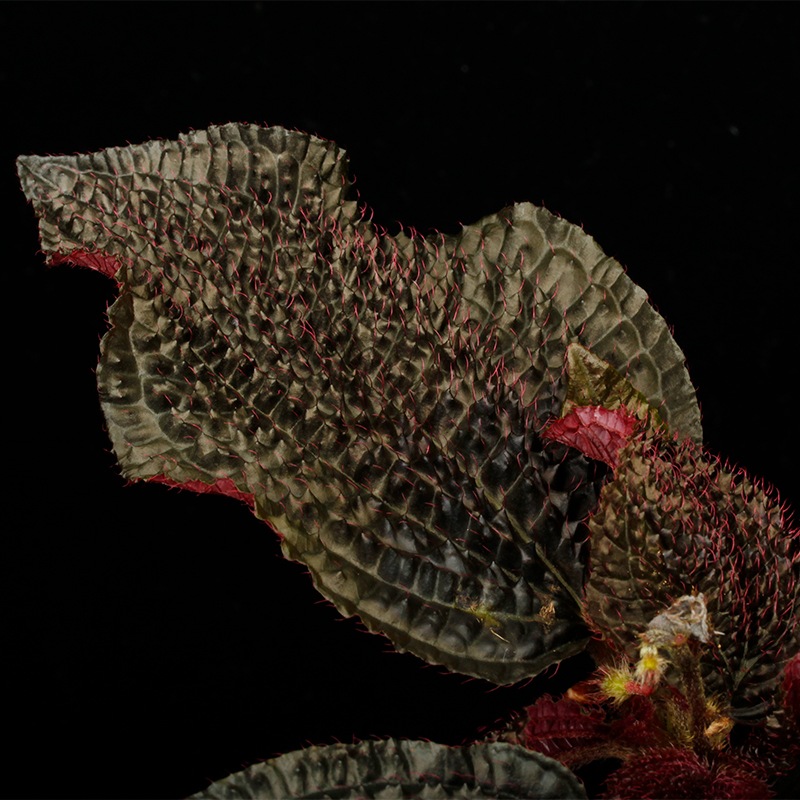 Triolena sp. " Ecuador "[ ȥꥪ sp. ]1ݥå