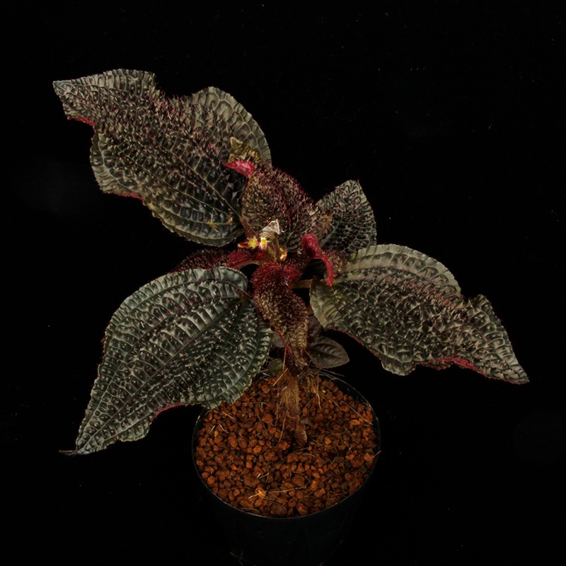 Triolena sp. " Ecuador "[ ȥꥪ sp. ]1ݥå