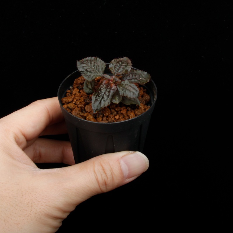 Triolena sp. " Ecuador "[ ȥꥪ sp. ]1ݥå
