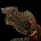 Triolena sp. " Ecuador "[ ȥꥪ sp. ]1ݥå
