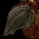 Triolena sp. " Ecuador "[ ȥꥪ sp. ]1ݥå