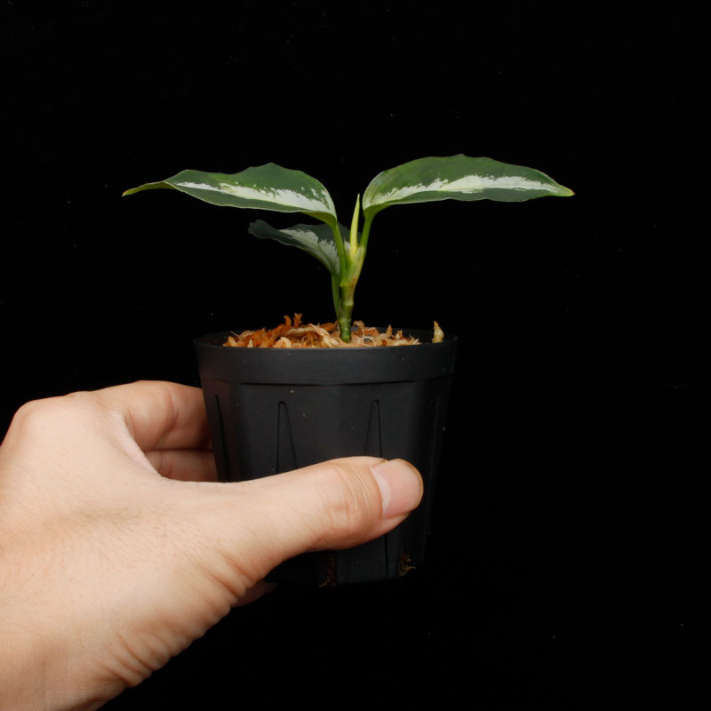 Aglaonema pictum " Laplace " UC from Sibolga timur����AZ0213-5c�ۡ�[ �����饪�ͥޡ��ԥ����� "��ץ饹" Ȣ���� ]���� PN250728-07 ��