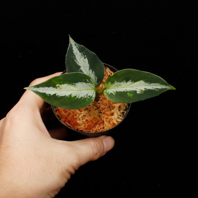 Aglaonema pictum " Laplace " UC from Sibolga timur����AZ0213-5c�ۡ�[ �����饪�ͥޡ��ԥ����� "��ץ饹" Ȣ���� ]���� PN250728-07 ��