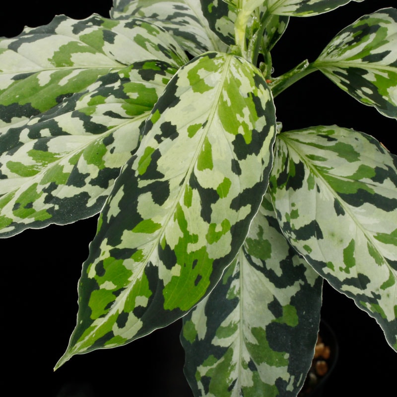 Aglaonema pictum " Laplace " UC from Sibolga timur����AZ0213-5c�ۡ�[ �����饪�ͥޡ��ԥ����� "��ץ饹" Ȣ���� ]���� PN250728-07 ��