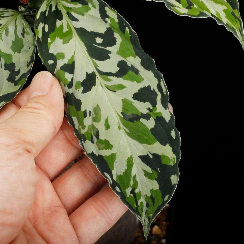 Aglaonema pictum " Laplace " UC from Sibolga timur����AZ0213-5c�ۡ�[ �����饪�ͥޡ��ԥ����� "��ץ饹" Ȣ���� ]���� PN250728-07 ��