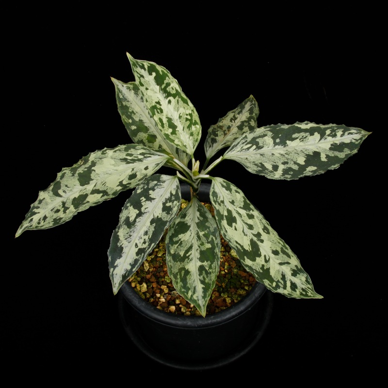 Aglaonema pictum " Black Crocodile / Lubuklinggau202309 " [ �����饪�ͥޡ��ԥ����� " �֥�å������������� "  ]���� PN251123-01 ��