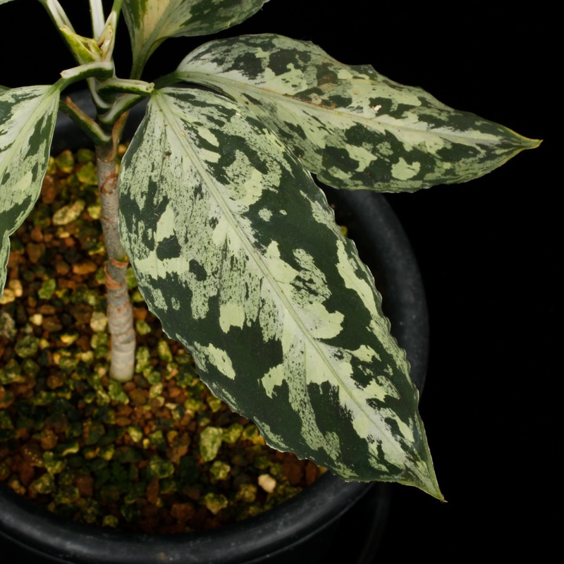 Aglaonema pictum " Black Crocodile / Lubuklinggau202309 " [ �����饪�ͥޡ��ԥ����� " �֥�å������������� "  ]���� PN251123-01 ��