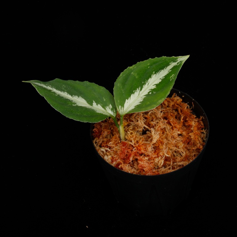 Aglaonema pictum " Black Crocodile / Lubuklinggau202309 " [ �����饪�ͥޡ��ԥ����� " �֥�å������������� "  ]���� PN251123-01 ��