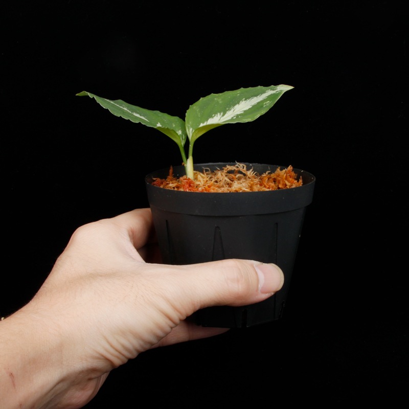 Aglaonema pictum " Black Crocodile / Lubuklinggau202309 " [ �����饪�ͥޡ��ԥ����� " �֥�å������������� "  ]���� PN251123-01 ��