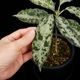 Aglaonema pictum " Black Crocodile / Lubuklinggau202309 " [ �����饪�ͥޡ��ԥ����� " �֥�å������������� "  ]���� PN251123-01 ��