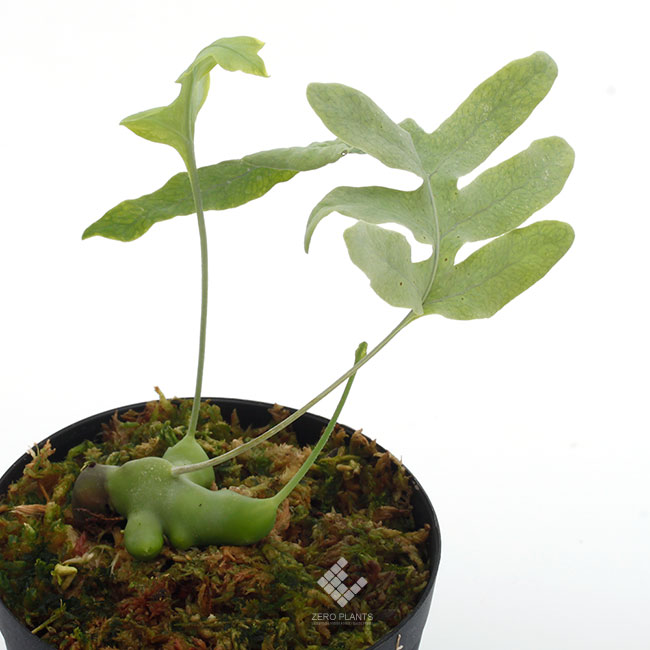 Lecanopteris curtisii [ レカノプテリス・カーティシー ] 【 PN190303
