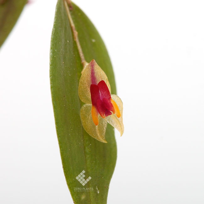 Lepanthes regularis [ レパンテス・レグラリス] 【 PN1190315-11 】