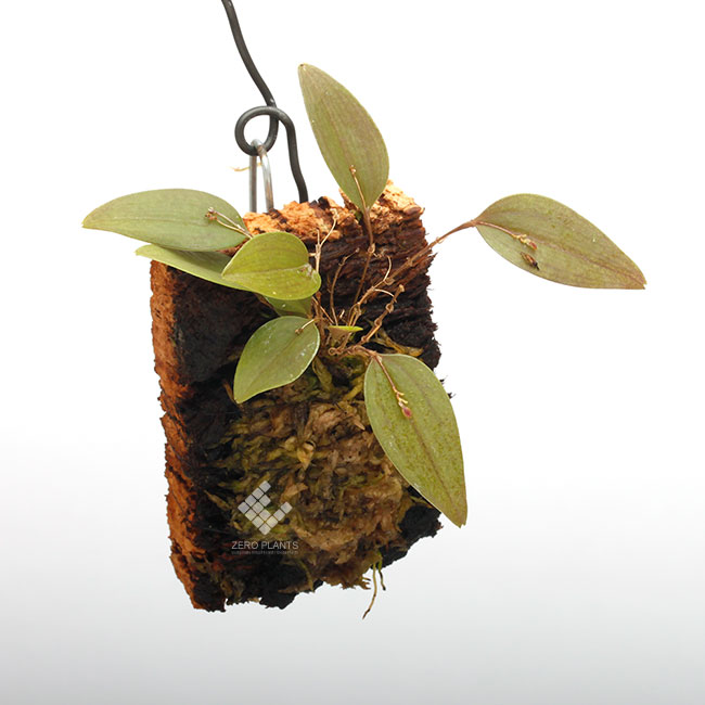 （テラリウム）洋ラン　レパンテス　レグラリス（１株） Lepanthes telipogoniflora レパンテス テリポゴニフローラ 洋蘭 洋蘭