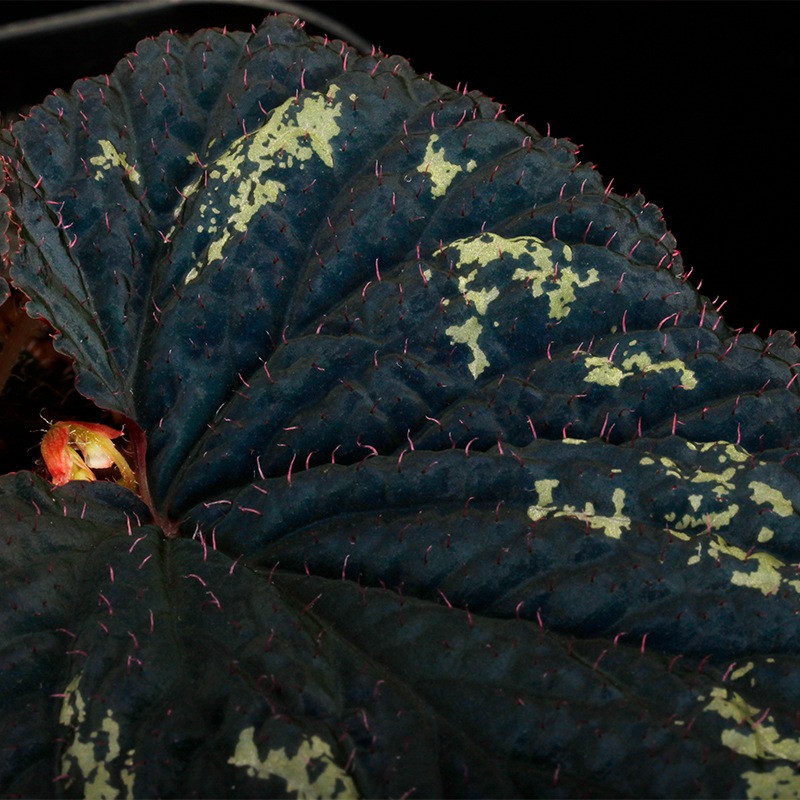 Begonia lugonis ��[ �٥��˥����르�˥� ]���� ���Ƹ����θ���֥롼�٥��˥� ��1�ݥå�