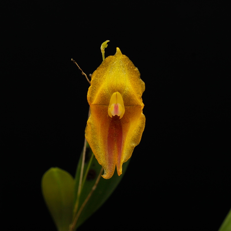 Lepanthes escobariana [ レパンテス・エスコバリアナ ] 【 PN230118