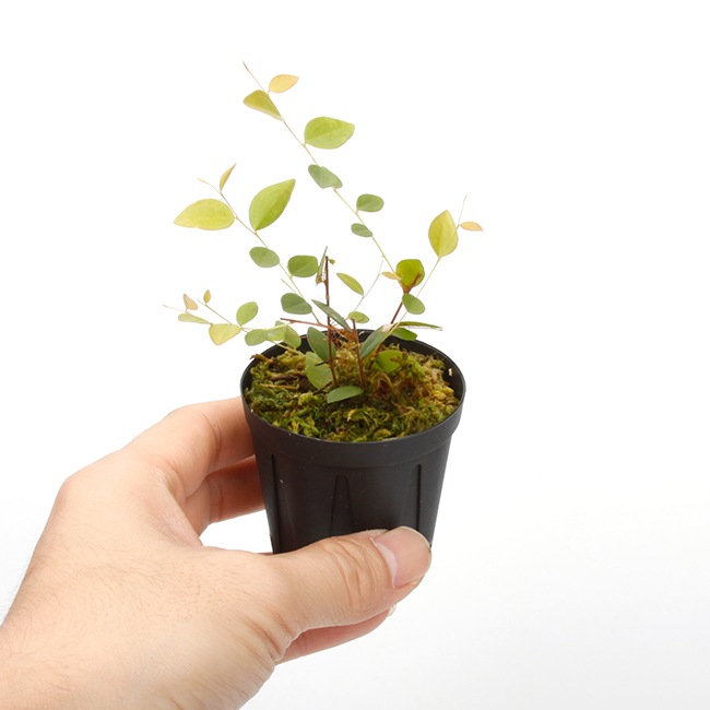 Sphyrospermum sp. " Ecuador "[ եڥ sp. "ɥ뻺" ]1ݥå