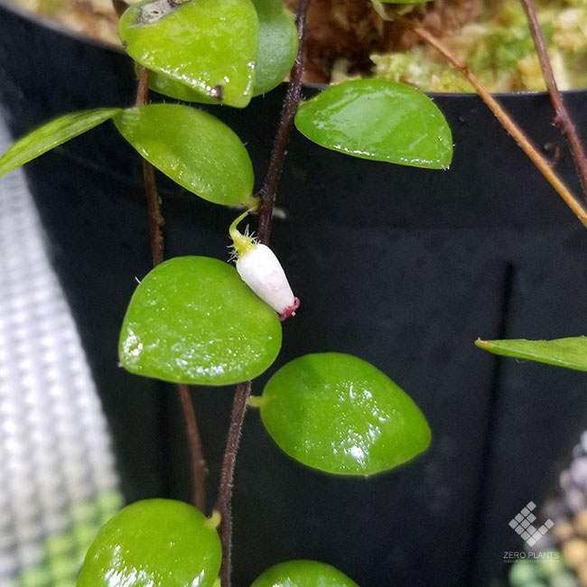 Sphyrospermum sp. " Ecuador "[ եڥ sp. "ɥ뻺" ]1ݥå