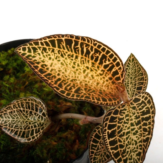 Anoectochilus roxburghii 'Gold VeinType'[ ͥȥ륹Х " ɥ٥󥿥 " ]1ݥå