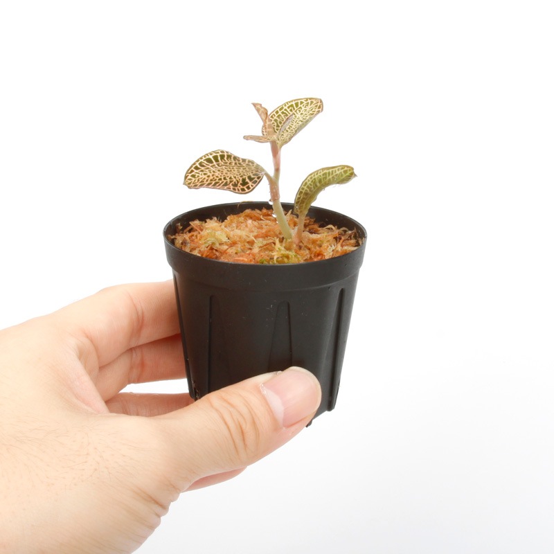Anoectochilus roxburghii 'Gold VeinType'[ ͥȥ륹Х " ɥ٥󥿥 " ]1ݥå