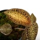 Anoectochilus roxburghii 'Gold VeinType'[ ͥȥ륹Х " ɥ٥󥿥 " ]1ݥå