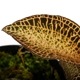 Anoectochilus roxburghii 'Gold VeinType'[ ͥȥ륹Х " ɥ٥󥿥 " ]1ݥå