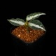 Aglaonema pictum " Laplace " UC from Sibolga timurAZ0213-5cۡ[ 饪ͥޡԥ "ץ饹" Ȣ ] PN241025-04 