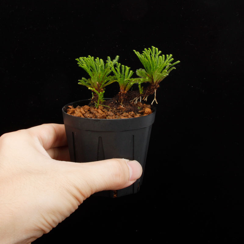 Selaginella pulvinata[ 饸ͥ顦ץӥʡ ] PN250626-04 
