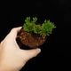 Selaginella pulvinata[ 饸ͥ顦ץӥʡ ] PN250626-04 